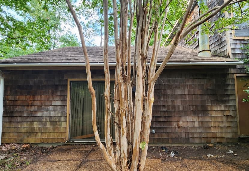 Tree & Brush Cleanup